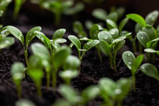 Seedlings in shade and wet